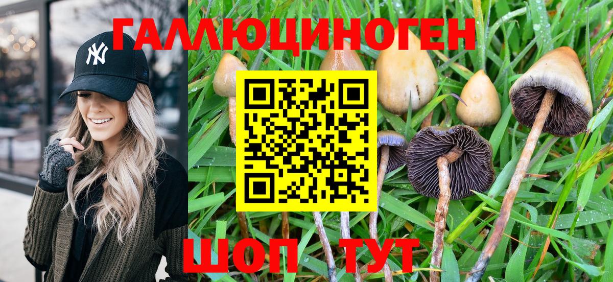 Галлюциногенные грибы Psilocybe Лангепас